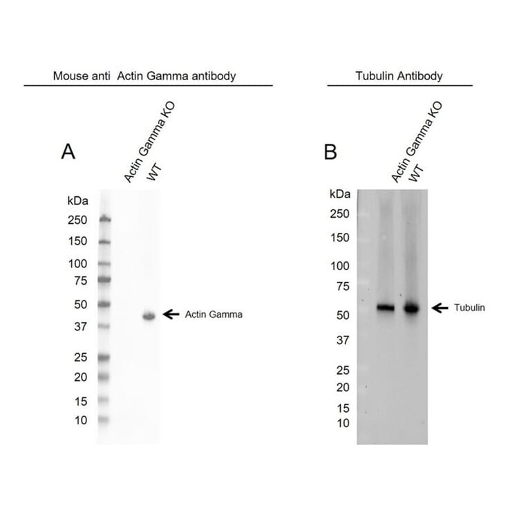 Western Blot - Anti-gamma Actin Antibody [2A3] (A279177) - Antibodies.com
