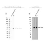 Western Blot - Anti-gamma Actin Antibody [2A3] (A279177) - Antibodies.com