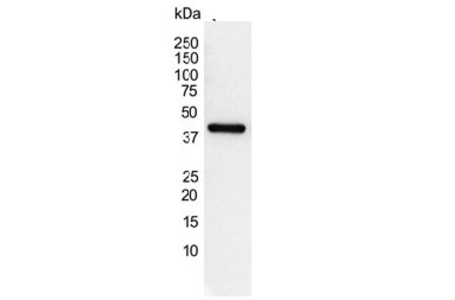 Western Blot - Anti-gamma Actin Antibody [2A3] (A279177) - Antibodies.com