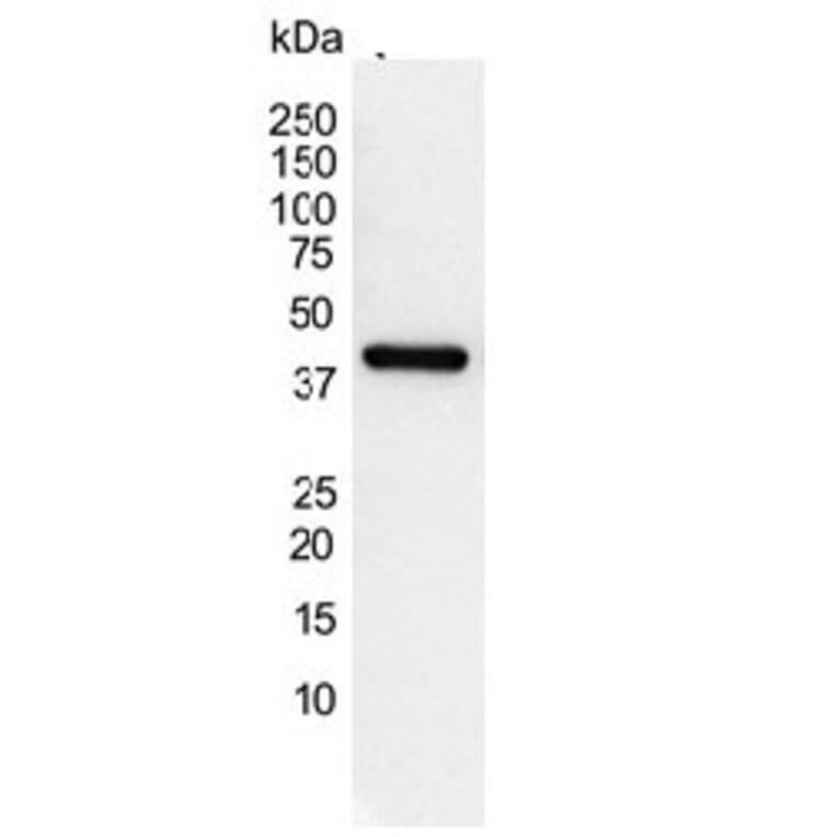 Western Blot - Anti-gamma Actin Antibody [2A3] (A279177) - Antibodies.com