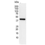 Western Blot - Anti-gamma Actin Antibody [2A3] (A279177) - Antibodies.com