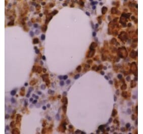 Flow Cytometry - Anti-Myeloperoxidase Antibody [2C7] (A279201) - Antibodies.com