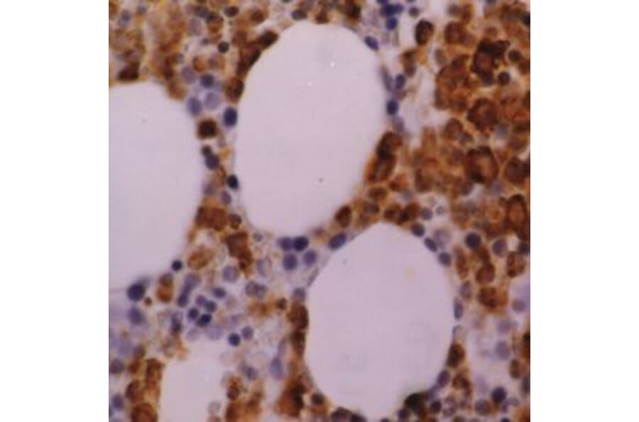 Flow Cytometry - Anti-Myeloperoxidase Antibody [2C7] (A279201) - Antibodies.com