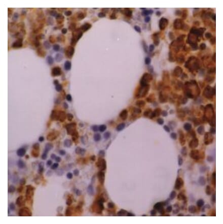 Flow Cytometry - Anti-Myeloperoxidase Antibody [2C7] (A279201) - Antibodies.com