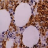 Flow Cytometry - Anti-Myeloperoxidase Antibody [2C7] (A279201) - Antibodies.com
