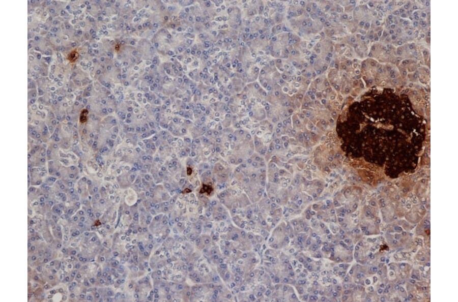 Immunohistochemistry - Anti-Insulin Antibody [2D11] (A279205) - Antibodies.com