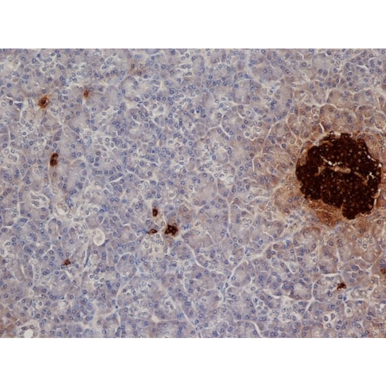 Immunohistochemistry - Anti-Insulin Antibody [2D11] (A279205) - Antibodies.com