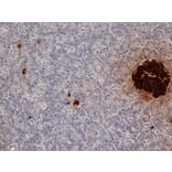 Immunohistochemistry - Anti-Insulin Antibody [2D11] (A279205) - Antibodies.com
