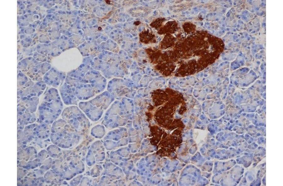 Immunohistochemistry - Anti-Insulin Antibody [2D11] (A279205) - Antibodies.com
