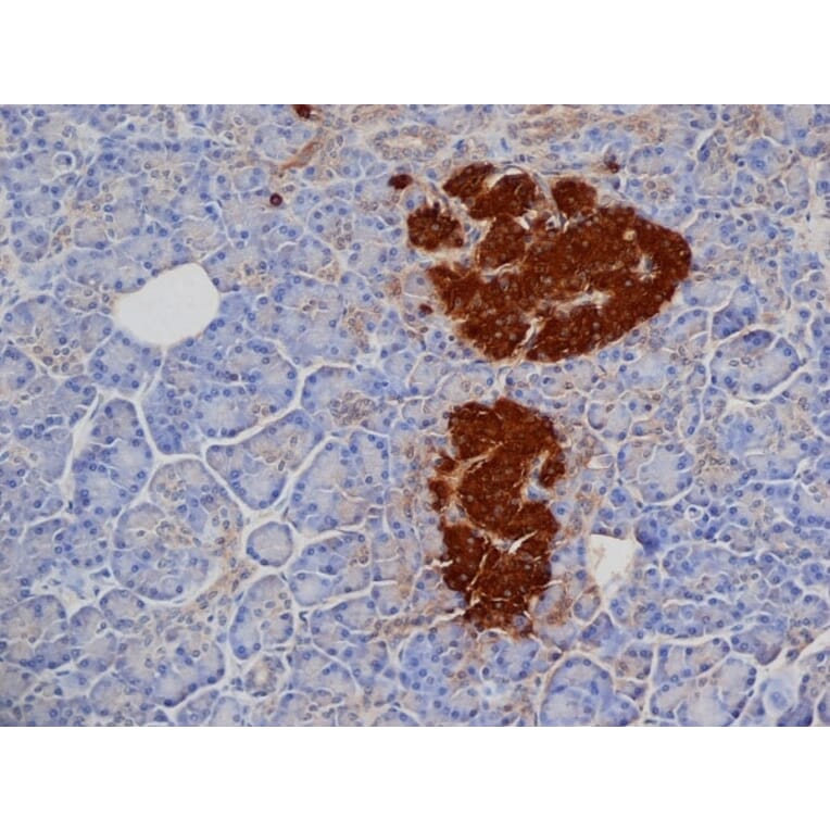 Immunohistochemistry - Anti-Insulin Antibody [2D11] (A279205) - Antibodies.com