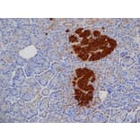 Immunohistochemistry - Anti-Insulin Antibody [2D11] (A279205) - Antibodies.com
