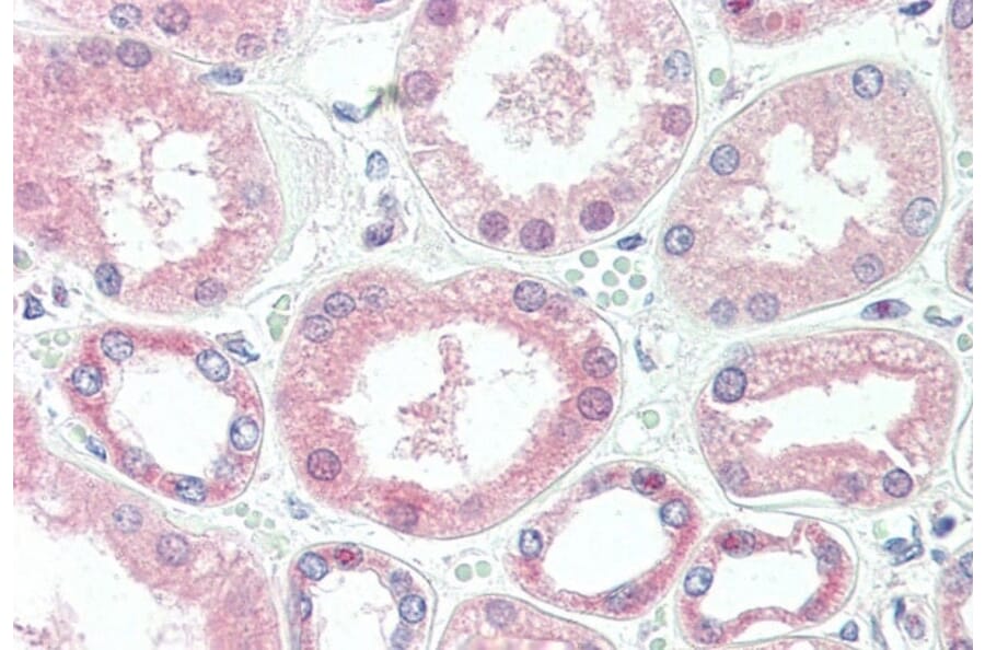 Immunohistochemistry - Anti-Superoxide Dismutase 1 Antibody [2F5] (A279213) - Antibodies.com