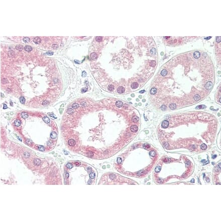 Immunohistochemistry - Anti-Superoxide Dismutase 1 Antibody [2F5] (A279213) - Antibodies.com