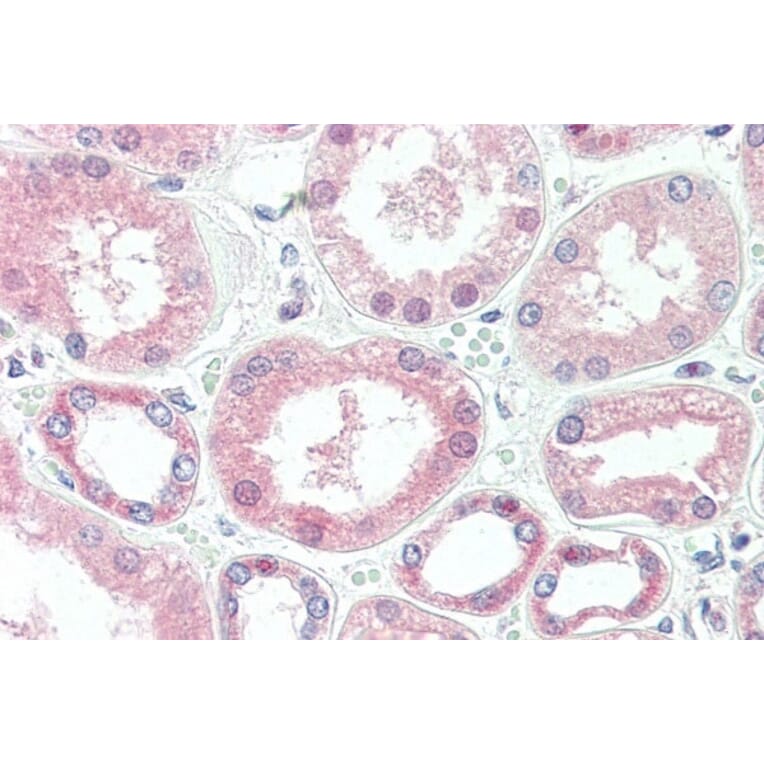 Immunohistochemistry - Anti-Superoxide Dismutase 1 Antibody [2F5] (A279213) - Antibodies.com