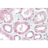 Immunohistochemistry - Anti-Superoxide Dismutase 1 Antibody [2F5] (A279213) - Antibodies.com