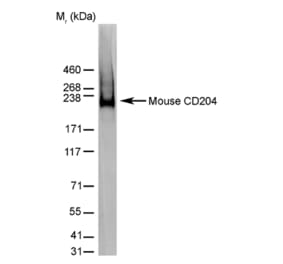 Western Blot - Anti-CD204 Antibody [2F8] (A279222) - Antibodies.com
