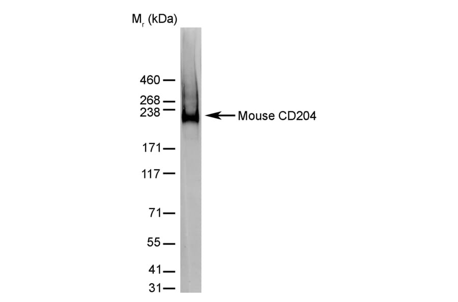 Western Blot - Anti-CD204 Antibody [2F8] (A279222) - Antibodies.com
