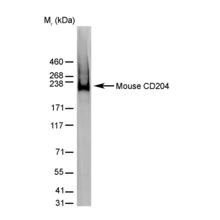 Western Blot - Anti-CD204 Antibody [2F8] (A279222) - Antibodies.com