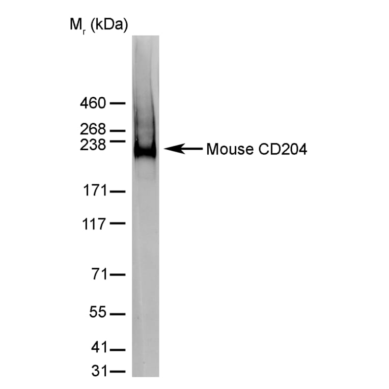 Western Blot - Anti-CD204 Antibody [2F8] (A279222) - Antibodies.com