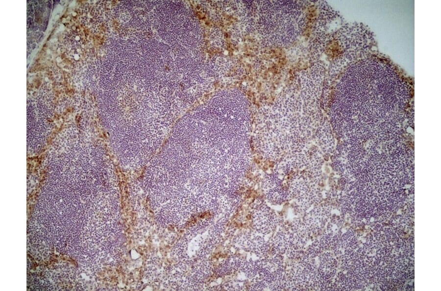 Immunohistochemistry - Anti-CD204 Antibody [2F8] (A279222) - Antibodies.com