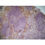 Immunohistochemistry - Anti-CD204 Antibody [2F8] (A279222) - Antibodies.com