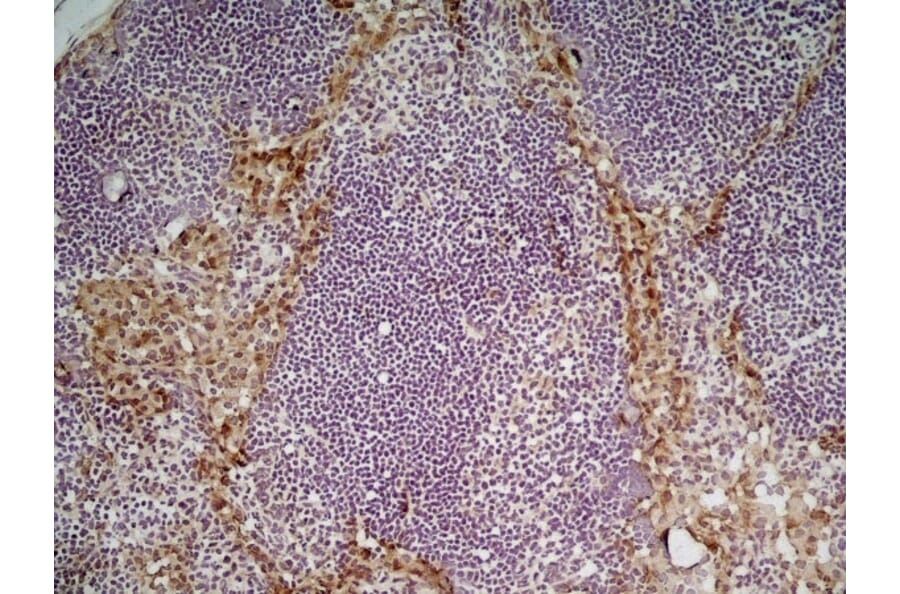 Immunohistochemistry - Anti-CD204 Antibody [2F8] (A279222) - Antibodies.com