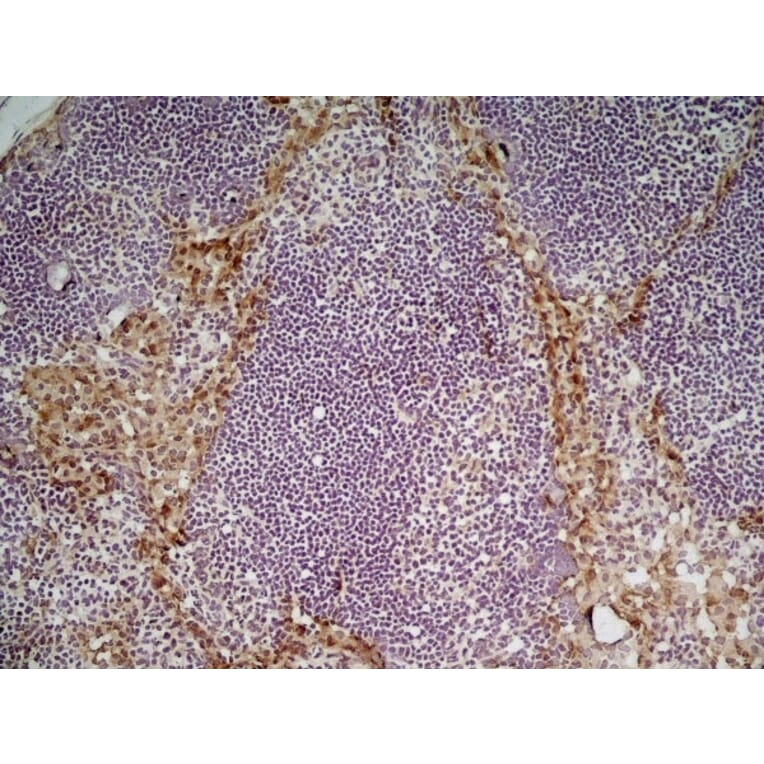 Immunohistochemistry - Anti-CD204 Antibody [2F8] (A279222) - Antibodies.com