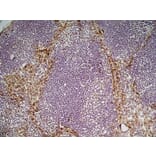 Immunohistochemistry - Anti-CD204 Antibody [2F8] (A279222) - Antibodies.com