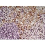 Immunohistochemistry - Anti-CD204 Antibody [2F8] (A279222) - Antibodies.com