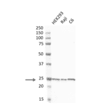 Western Blot - Anti-PGP9.5 Antibody [31A3] (A279256) - Antibodies.com