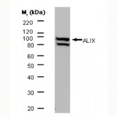 Western Blot - Anti-ALIX Antibody [3A9] (A279284) - Antibodies.com