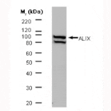Western Blot - Anti-ALIX Antibody [3A9] (A279284) - Antibodies.com