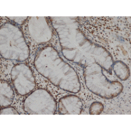 Flow Cytometry - Anti-MMP1 Antibody [3B6] (A279287) - Antibodies.com