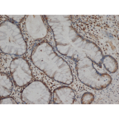 Flow Cytometry - Anti-MMP1 Antibody [3B6] (A279287) - Antibodies.com