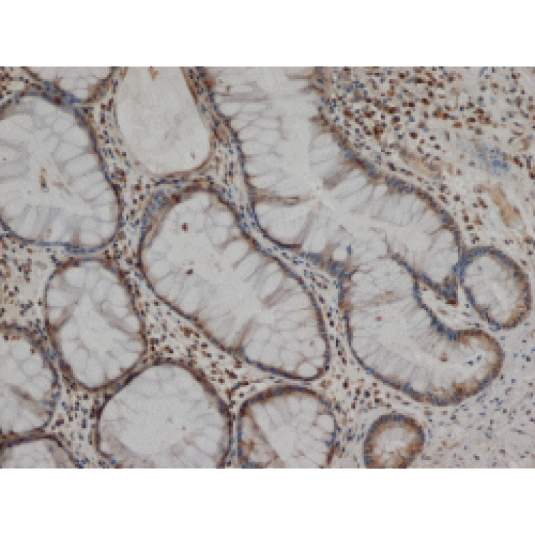 Flow Cytometry - Anti-MMP1 Antibody [3B6] (A279287) - Antibodies.com