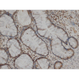 Flow Cytometry - Anti-MMP1 Antibody [3B6] (A279287) - Antibodies.com