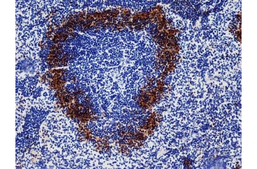 Immunohistochemistry - Anti-Sialoadhesin / CD169 Antibody [3D6.112] (A279297) - Antibodies.com