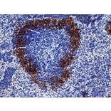 Immunohistochemistry - Anti-Sialoadhesin / CD169 Antibody [3D6.112] (A279297) - Antibodies.com