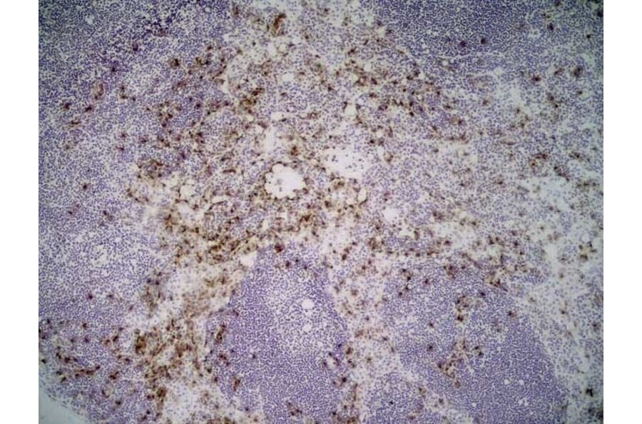Immunohistochemistry - Anti-Sialoadhesin / CD169 Antibody [3D6.112] (A279297) - Antibodies.com