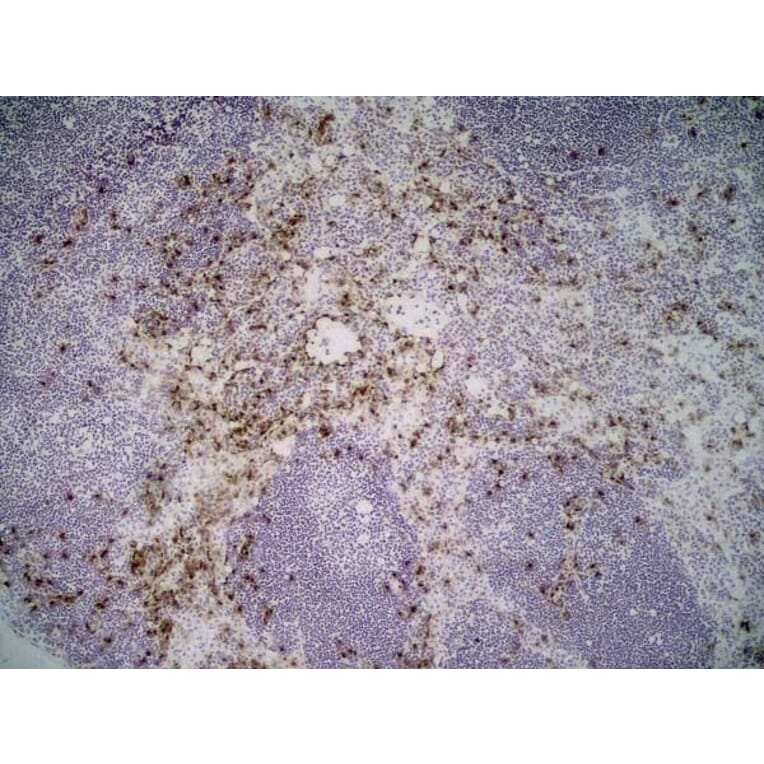 Immunohistochemistry - Anti-Sialoadhesin / CD169 Antibody [3D6.112] (A279297) - Antibodies.com