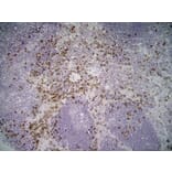 Immunohistochemistry - Anti-Sialoadhesin / CD169 Antibody [3D6.112] (A279297) - Antibodies.com