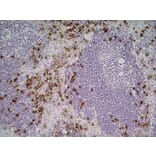 Immunohistochemistry - Anti-Sialoadhesin / CD169 Antibody [3D6.112] (A279297) - Antibodies.com
