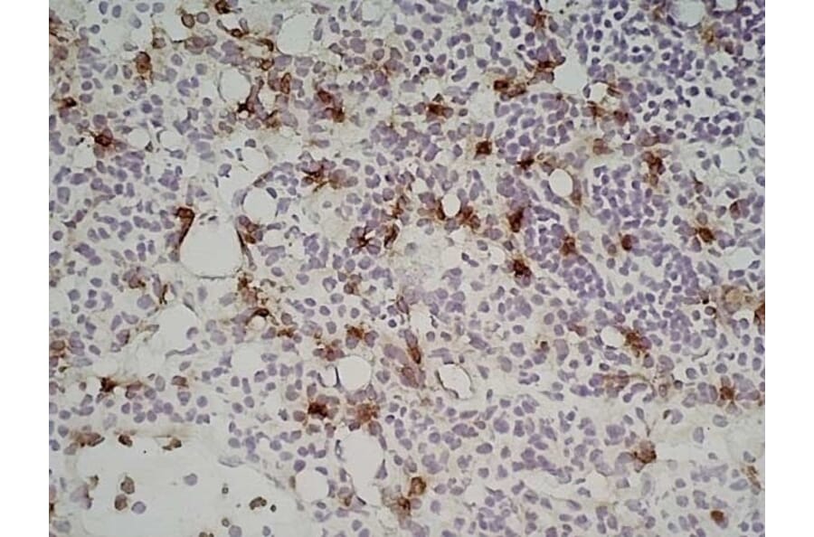 Immunohistochemistry - Anti-Sialoadhesin / CD169 Antibody [3D6.112] (A279297) - Antibodies.com
