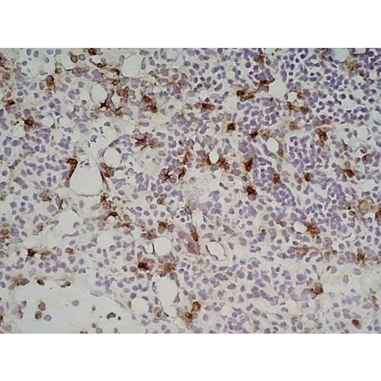 Immunohistochemistry - Anti-Sialoadhesin / CD169 Antibody [3D6.112] (A279297) - Antibodies.com