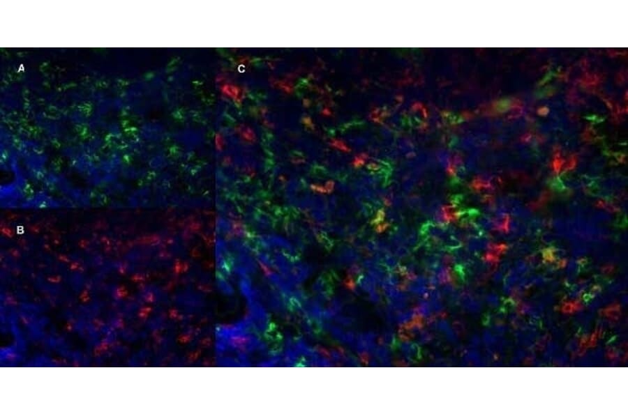 Immunofluorescence  - Anti-Sialoadhesin / CD169 Antibody [3D6.112] (A279297) - Antibodies.com