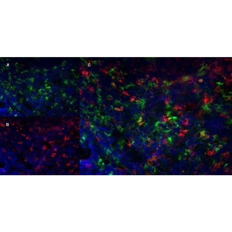 Immunofluorescence  - Anti-Sialoadhesin / CD169 Antibody [3D6.112] (A279297) - Antibodies.com
