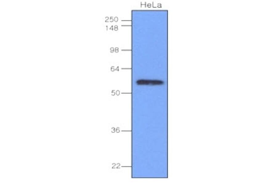 Western Blot - Anti-IRF3 Antibody [3F10] (A279303) - Antibodies.com