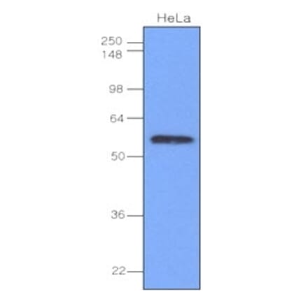 Western Blot - Anti-IRF3 Antibody [3F10] (A279303) - Antibodies.com