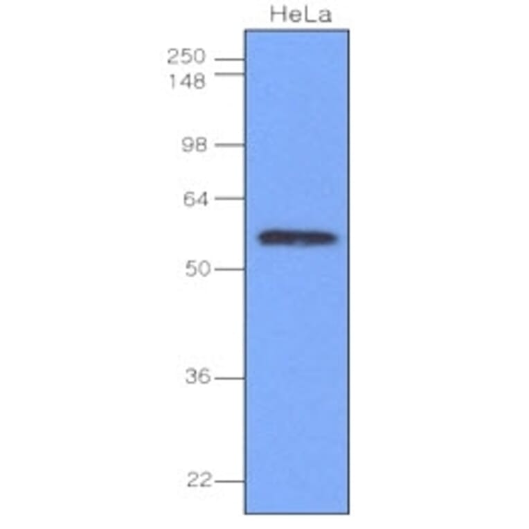 Western Blot - Anti-IRF3 Antibody [3F10] (A279303) - Antibodies.com
