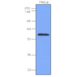 Western Blot - Anti-IRF3 Antibody [3F10] (A279303) - Antibodies.com